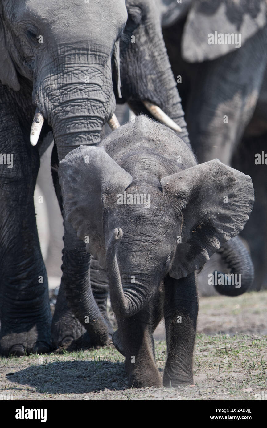 Elefanten Zucht Herde im Moremi NP (Khwai River), Botswana Stockfoto