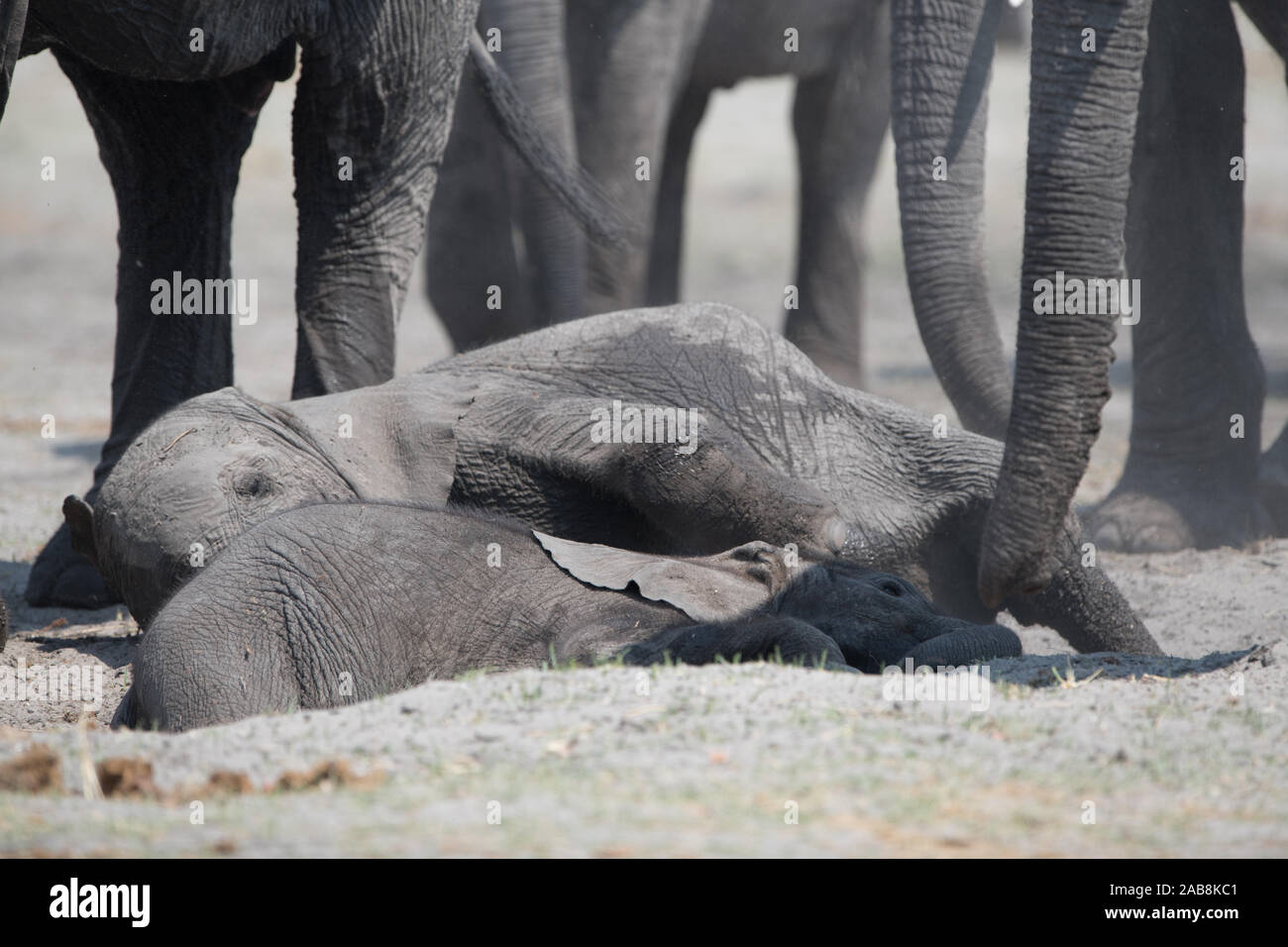 Elefanten Zucht Herde im Moremi NP (Khwai River), Botswana Stockfoto