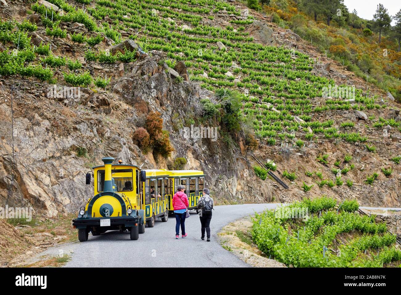 Aba Sacra Touristenzug, Ribeira Sacra, heroischen Weinbau, Sil River Canyon, Doade, nüchtern, Lugo, Galizien, Spanien Stockfoto