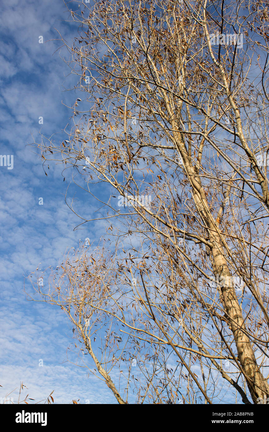 Birke; blauen Himmel im Hintergrund, Herbst Saison. Stockfoto