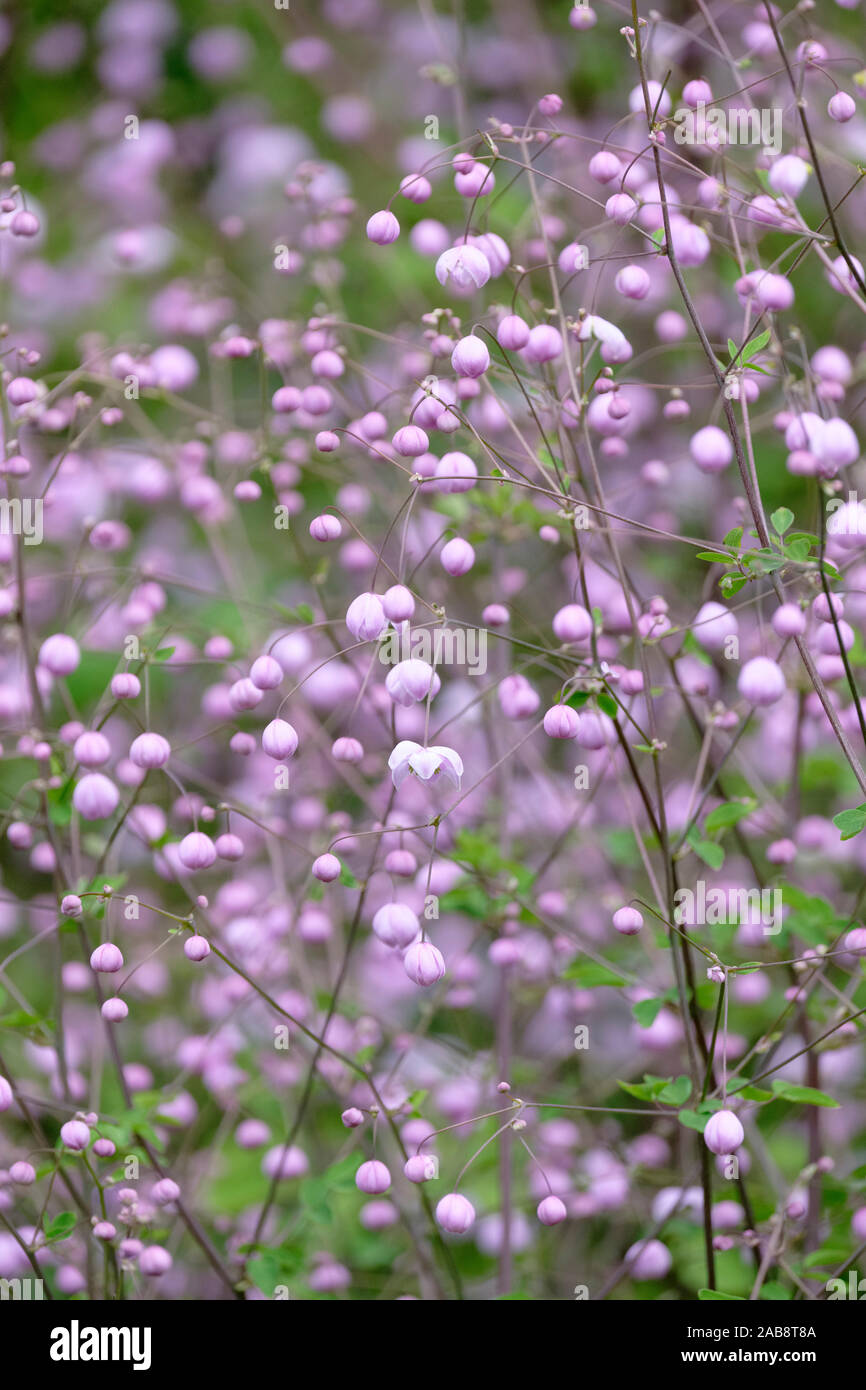 In der Nähe von kleinen violetten Blüten von Thalictrum dunkelrot, auch als chinesische Wiese rue und Thalictrum dipterocarpum bekannt. Stockfoto