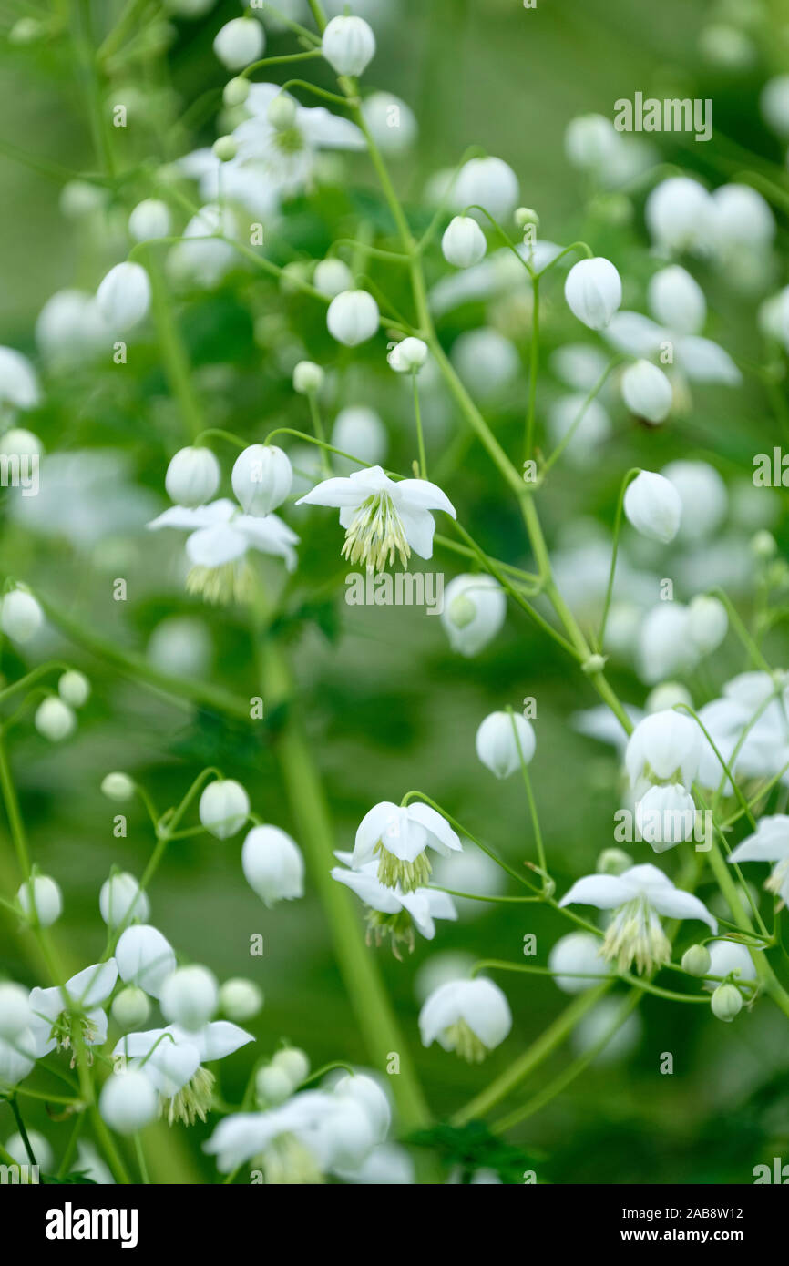 In der Nähe von kleinen weißen Blüten von Thalictrum plendide's White' auch bekannt als Thalictrum plendide's Album", Chinesischen Wiese rue Stockfoto