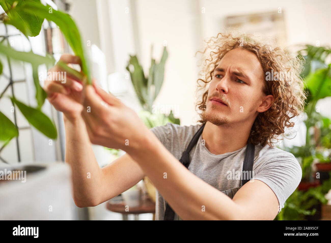 Junge Gärtner oder Florist prüft die Qualität der grünen Pflanzen Stockfoto