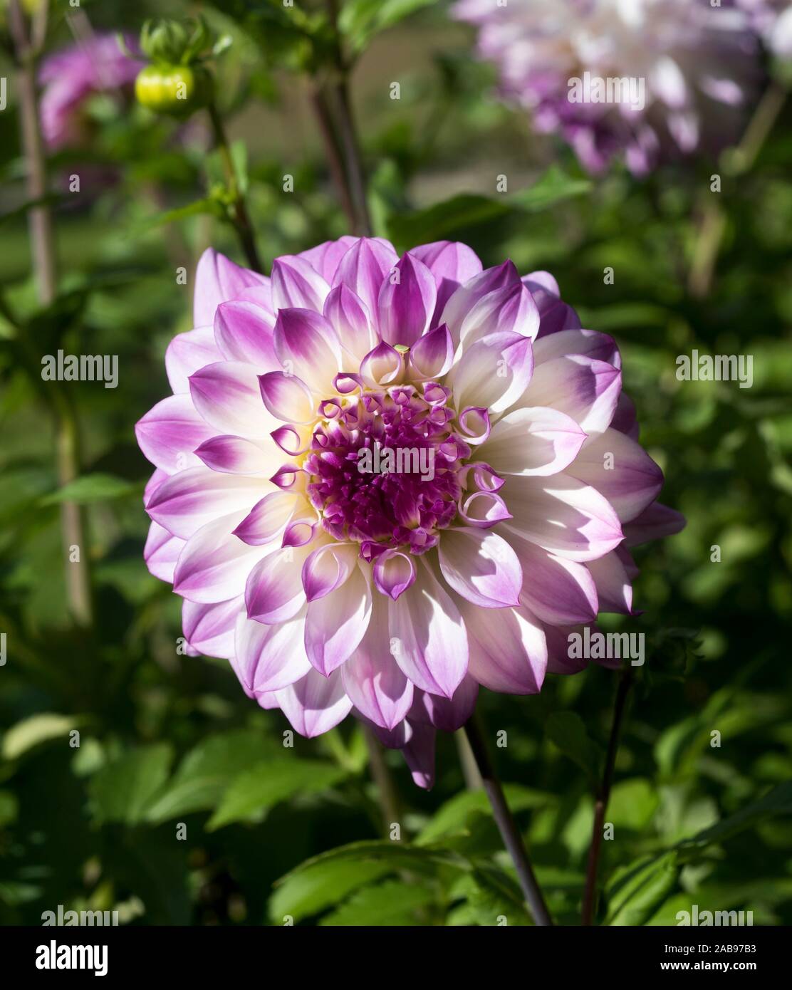 Die dahlie (Name, Hapet blaue Augen) in dem Dahlien Baden Baden in der