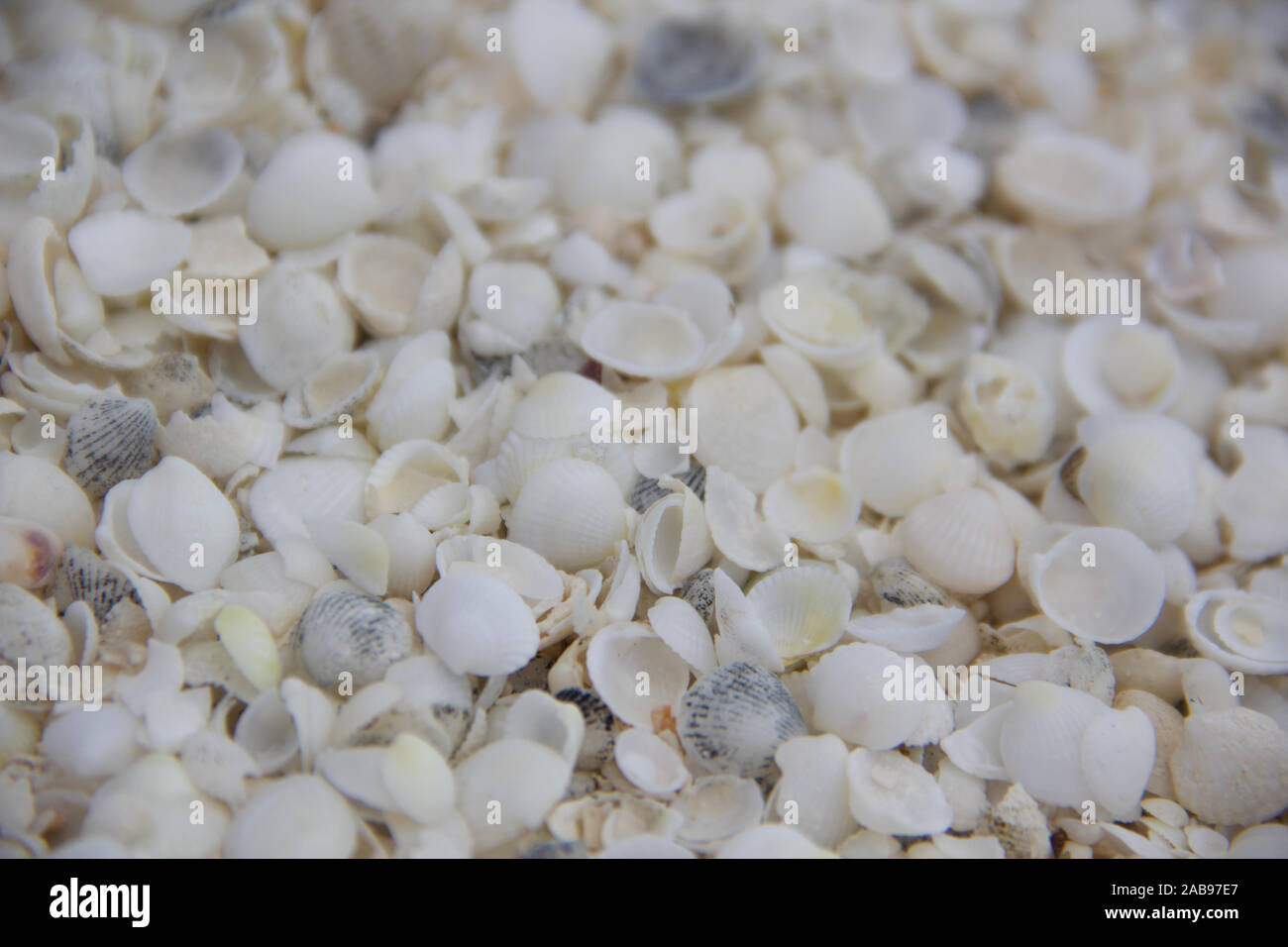 Shell Beach western Australia detail Stockfoto