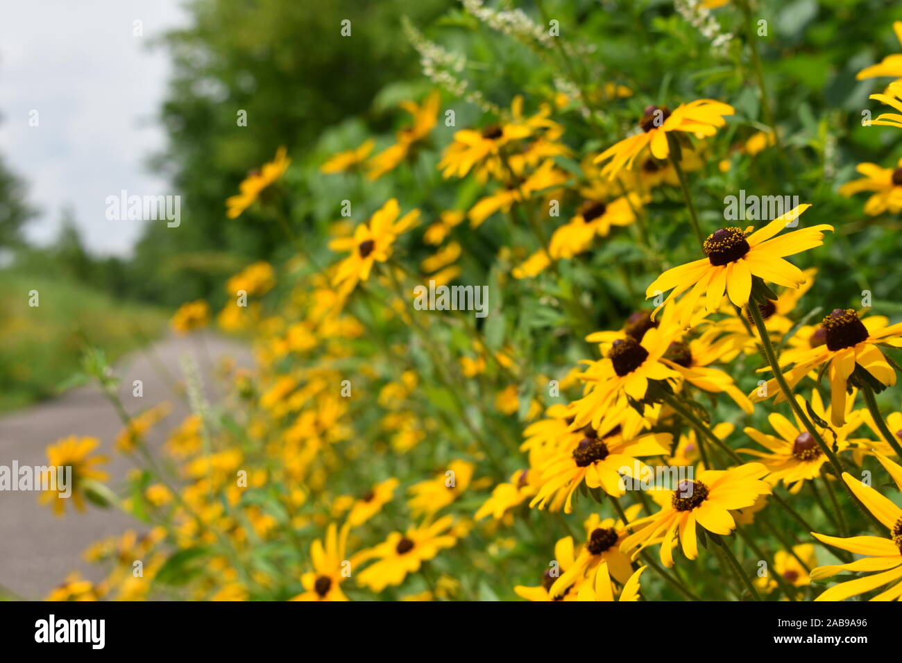 Black Eyed Susans entlang des Pfads Stockfoto