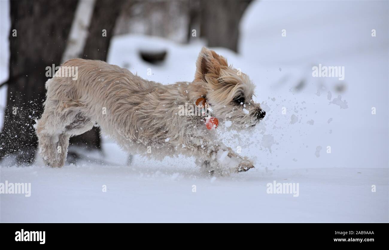 Morkie durch Schnee Stockfoto
