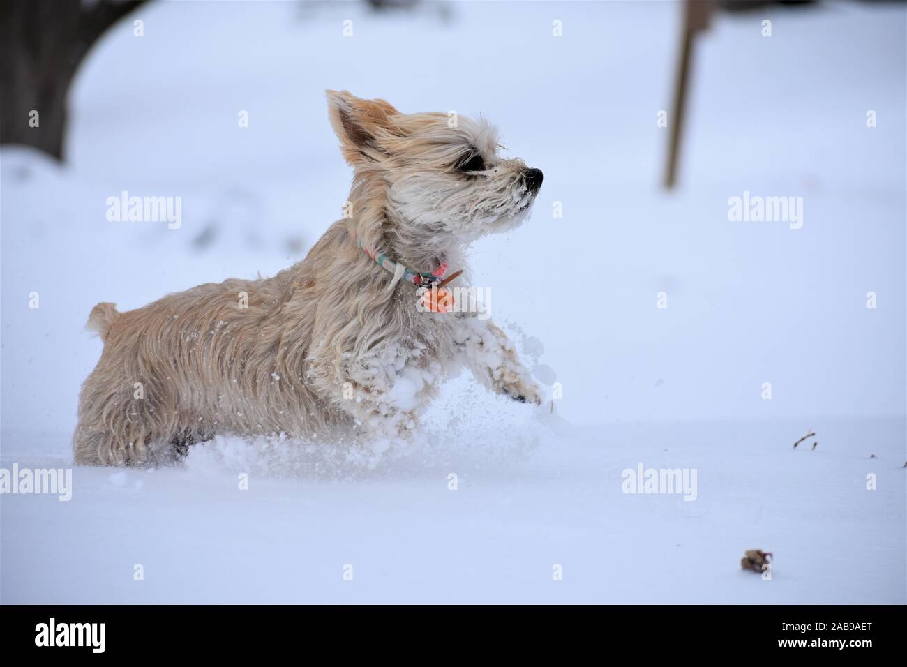 Morkie durch Schnee Stockfoto
