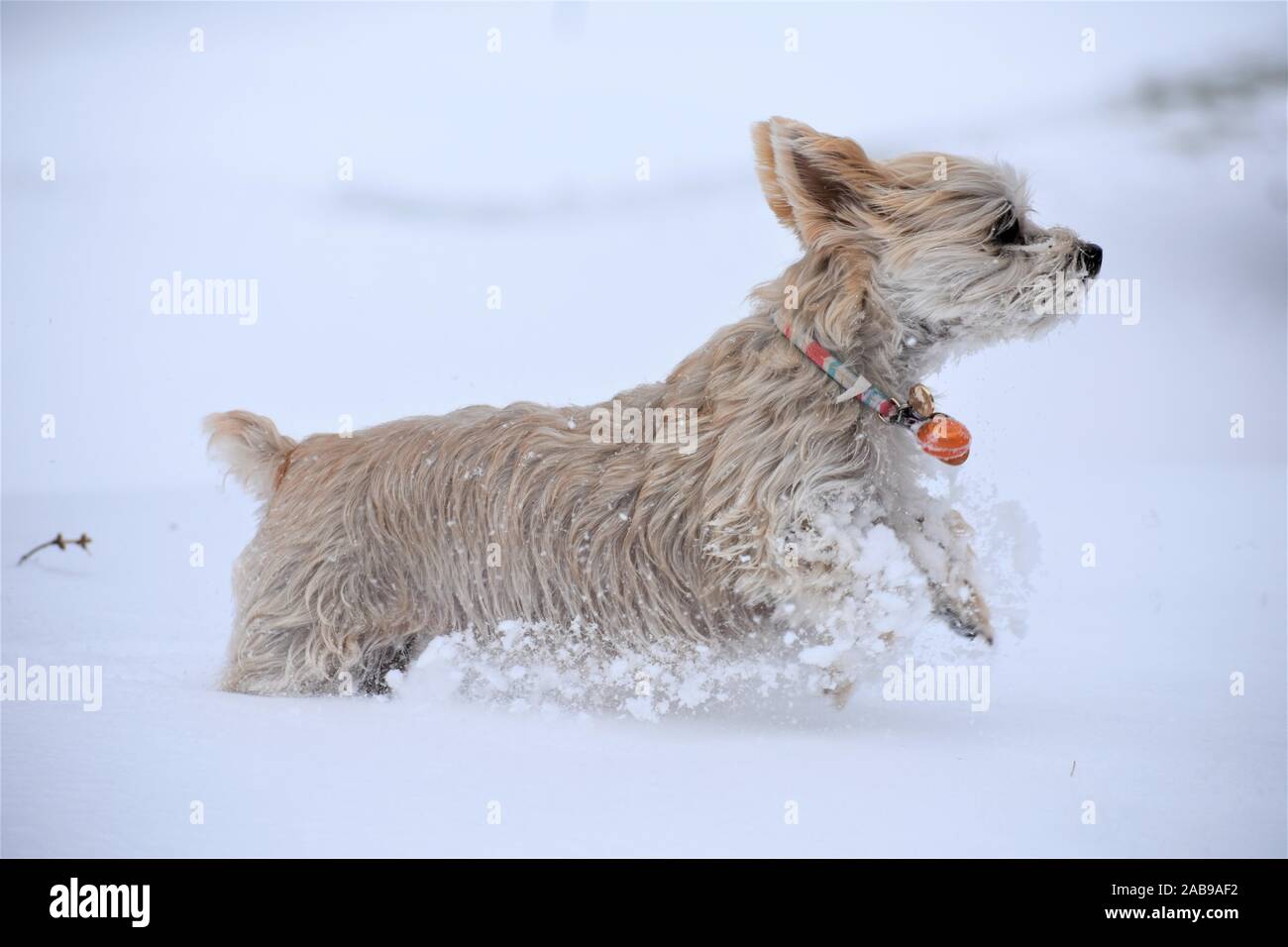 Morkie durch Schnee Stockfoto