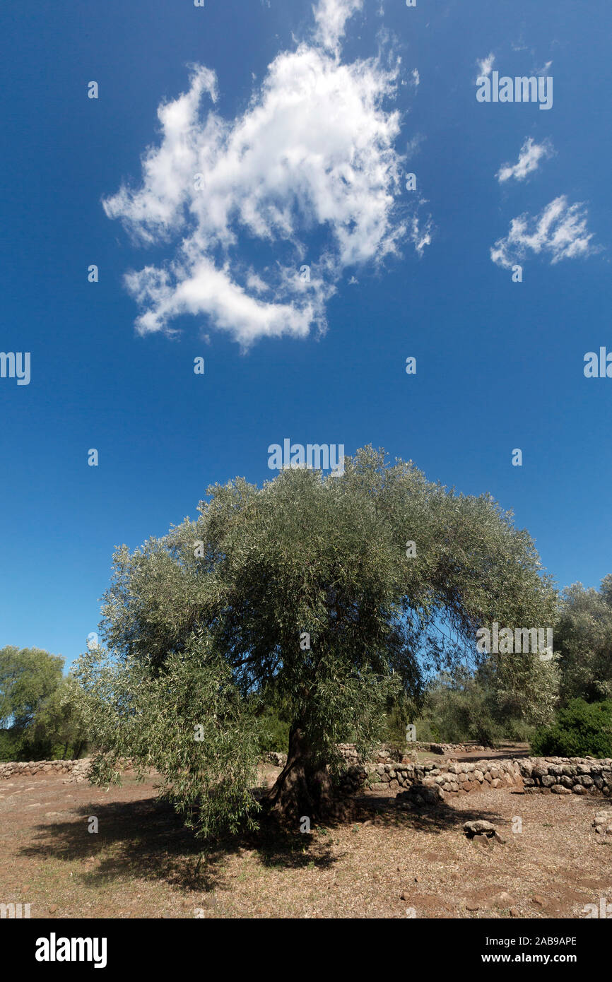 Eine alte und große Olivenbaum in einen sonnigen Tag mit einem blauen Himmel. Stockfoto