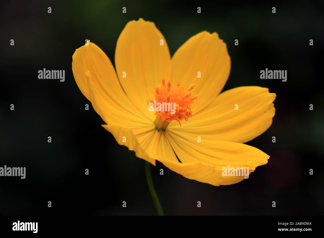 Makrodetails der Kosmosblüte im Sommer. Schöne gelbe Kosmosblüte im Garten. Kosmos bipinnatus, im allgemeinen Gartenkosmos genannt. Stockfoto