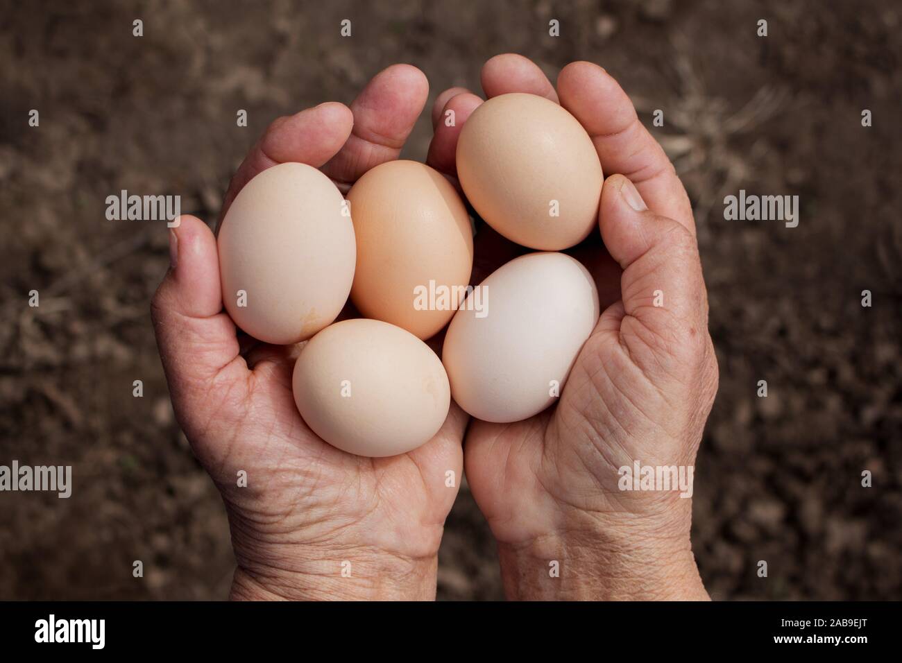 Großmutter hält Eier in die Hände. Inland, organische, natürliche Produkte und Lifestyle. Stockfoto
