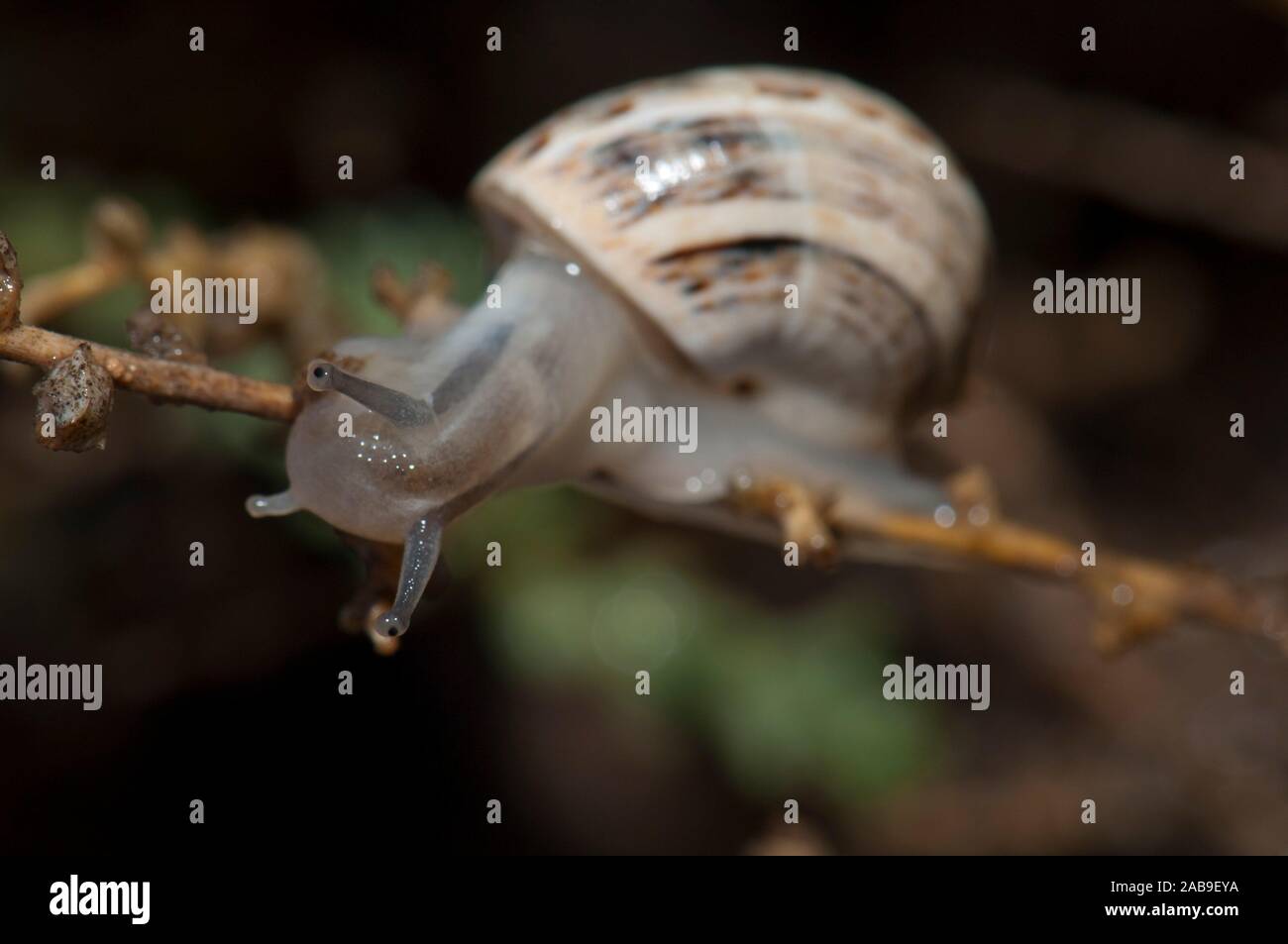 Weiße Gartenschnecke Stockfotos und bilder Kaufen Alamy