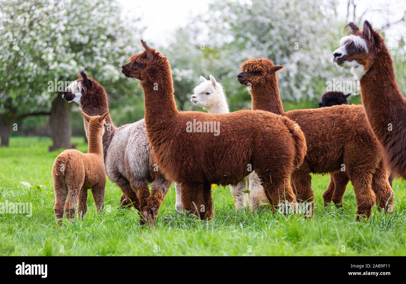 Alpaka Herde auf einer Frühlingswiese, Südamerikanischen Säugetiere Stockfoto