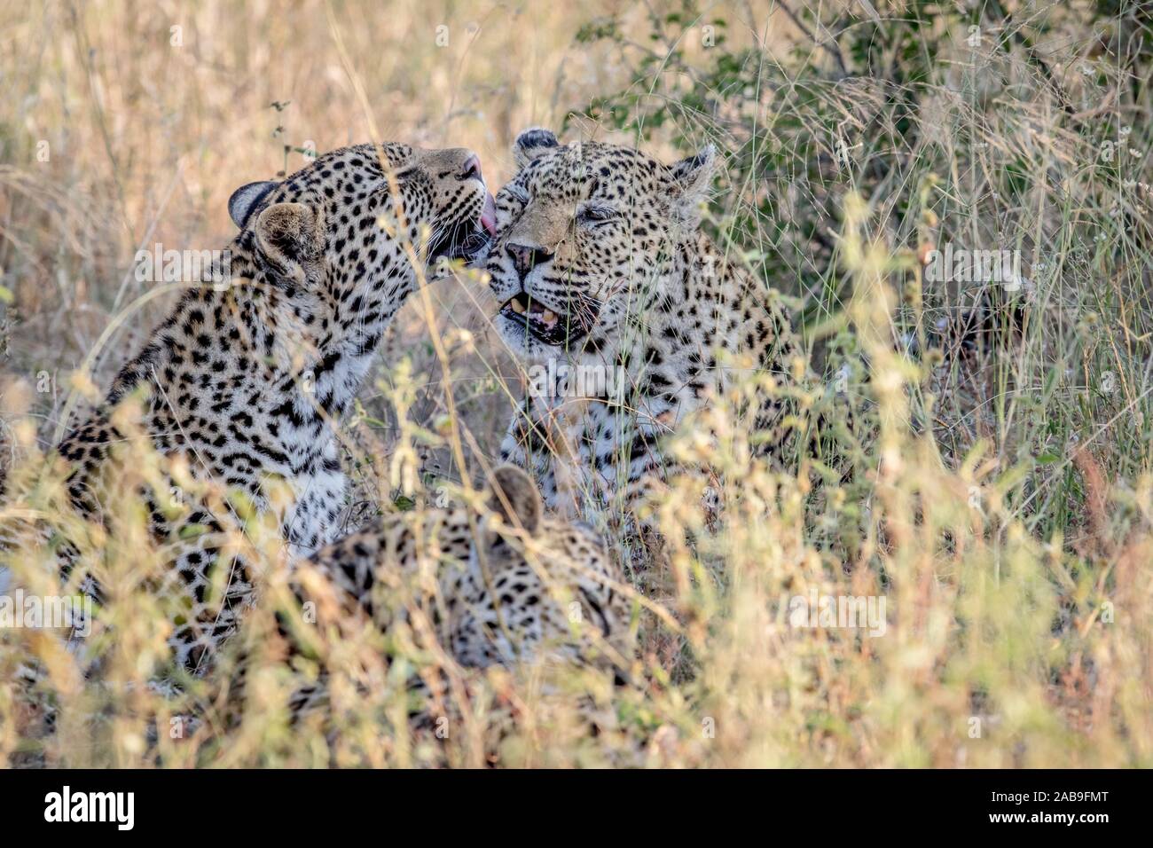 Zwei Leoparden Verklebung im Kruger National Park, Südafrika. Stockfoto