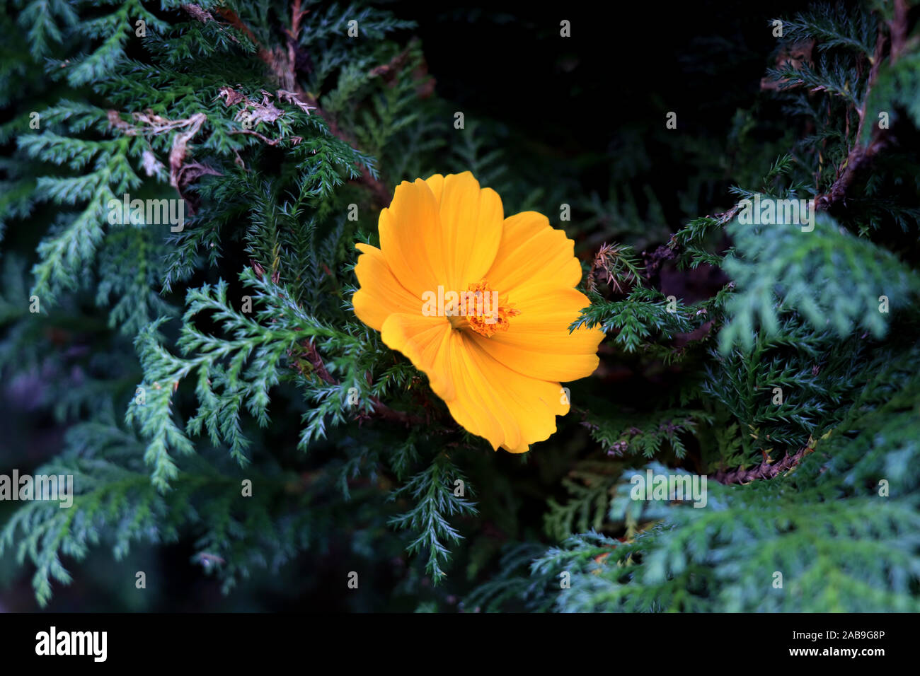Makrodetails der Kosmosblüte im Sommer. Schöne gelbe Kosmosblüte im Garten. Kosmos bipinnatus, im allgemeinen Gartenkosmos genannt. Stockfoto