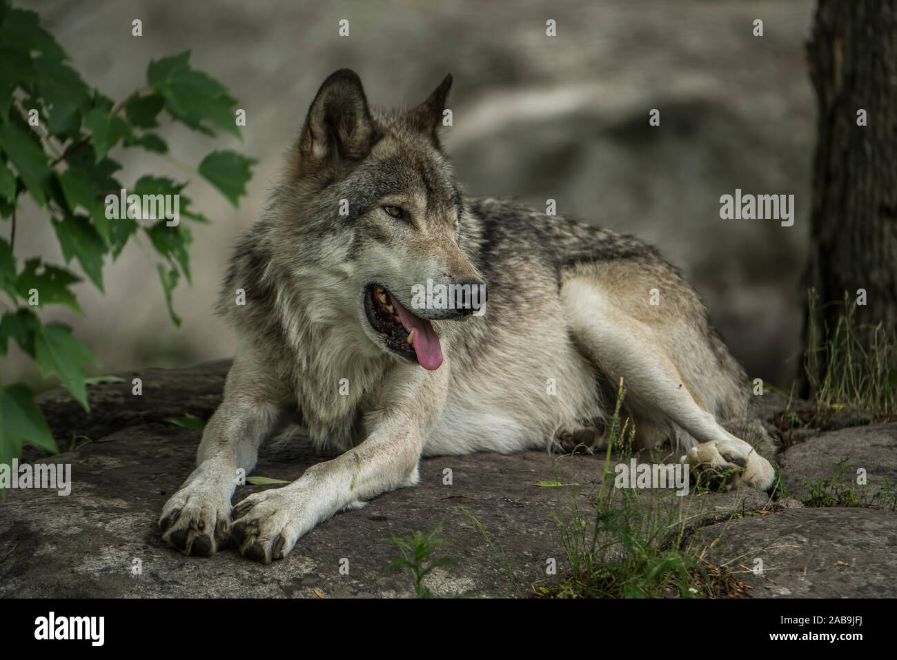 Grauer Wolf liegend auf Rock im Schatten Stockfoto