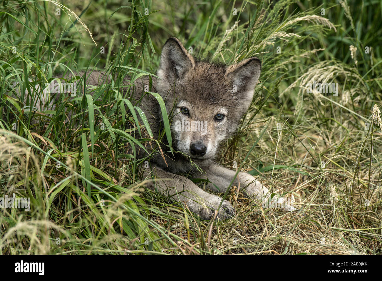 Grauer Wolf pup im grünen Gras Stockfoto