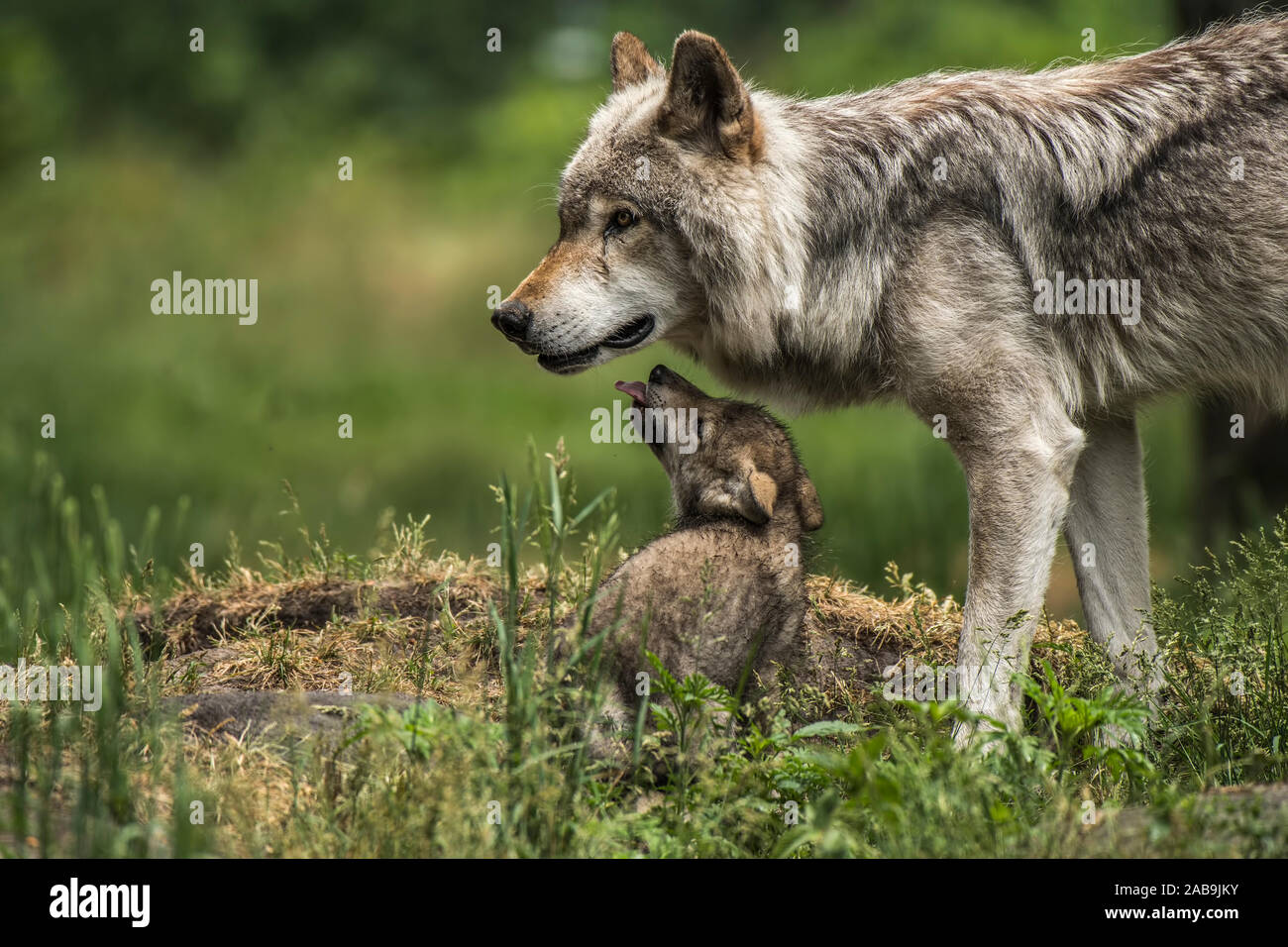 Eastern Grey Wolf Pup Mit herausgestreckter Zunge leckte nach Wolf Stockfoto
