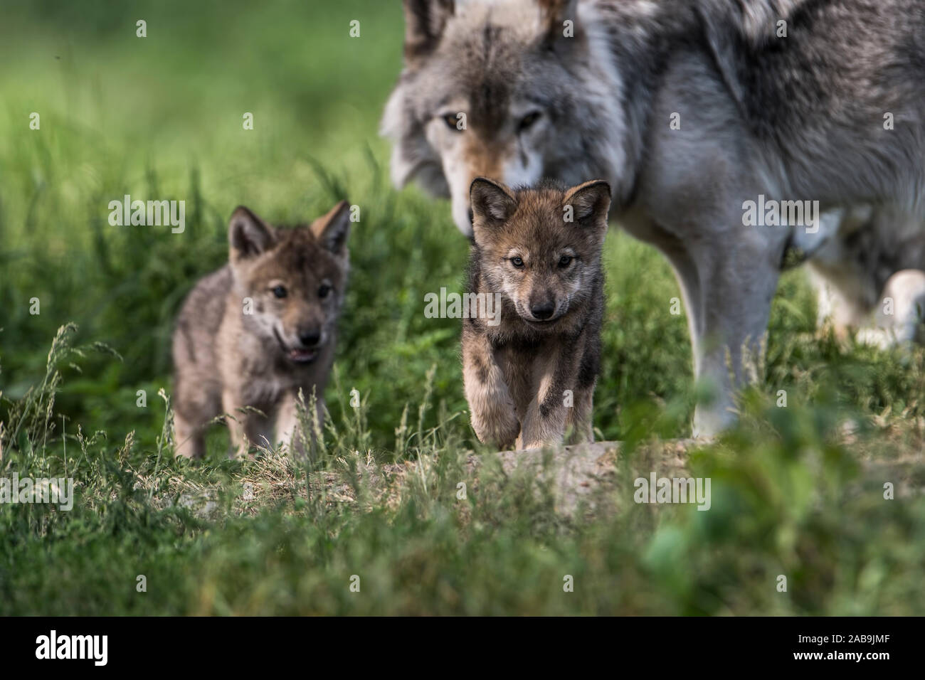 Zwei graue Wolf die Welpen mit ihrer Mutter Stockfoto