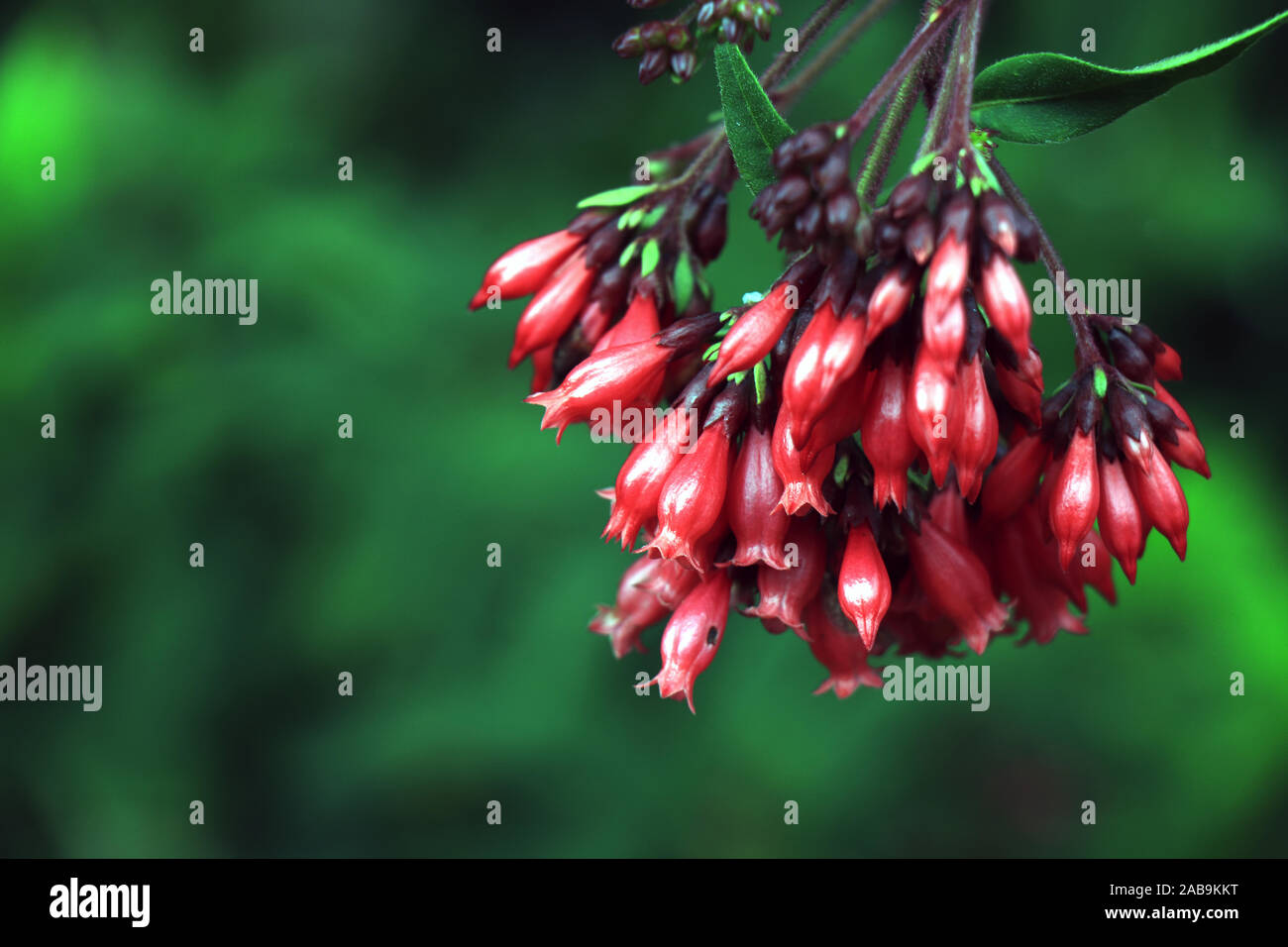 Blühende rote Cestrum Fasciculatum Nachtschatten jessamine rote Cestrum Pflanze. Flora, Farbe. Stockfoto