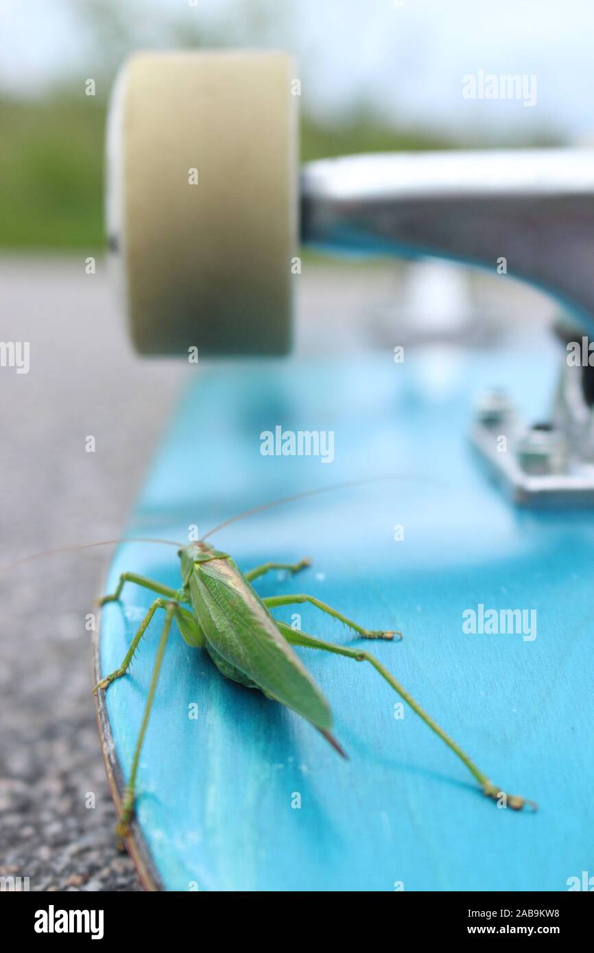 Eine Bush cricket Reiten ein Skateboard in Nora, Schweden. Stockfoto