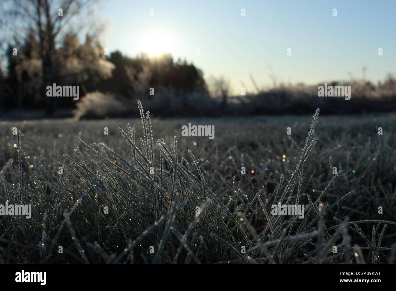 Frosty Gras während eines Winters morgen in Schweden Stockfoto