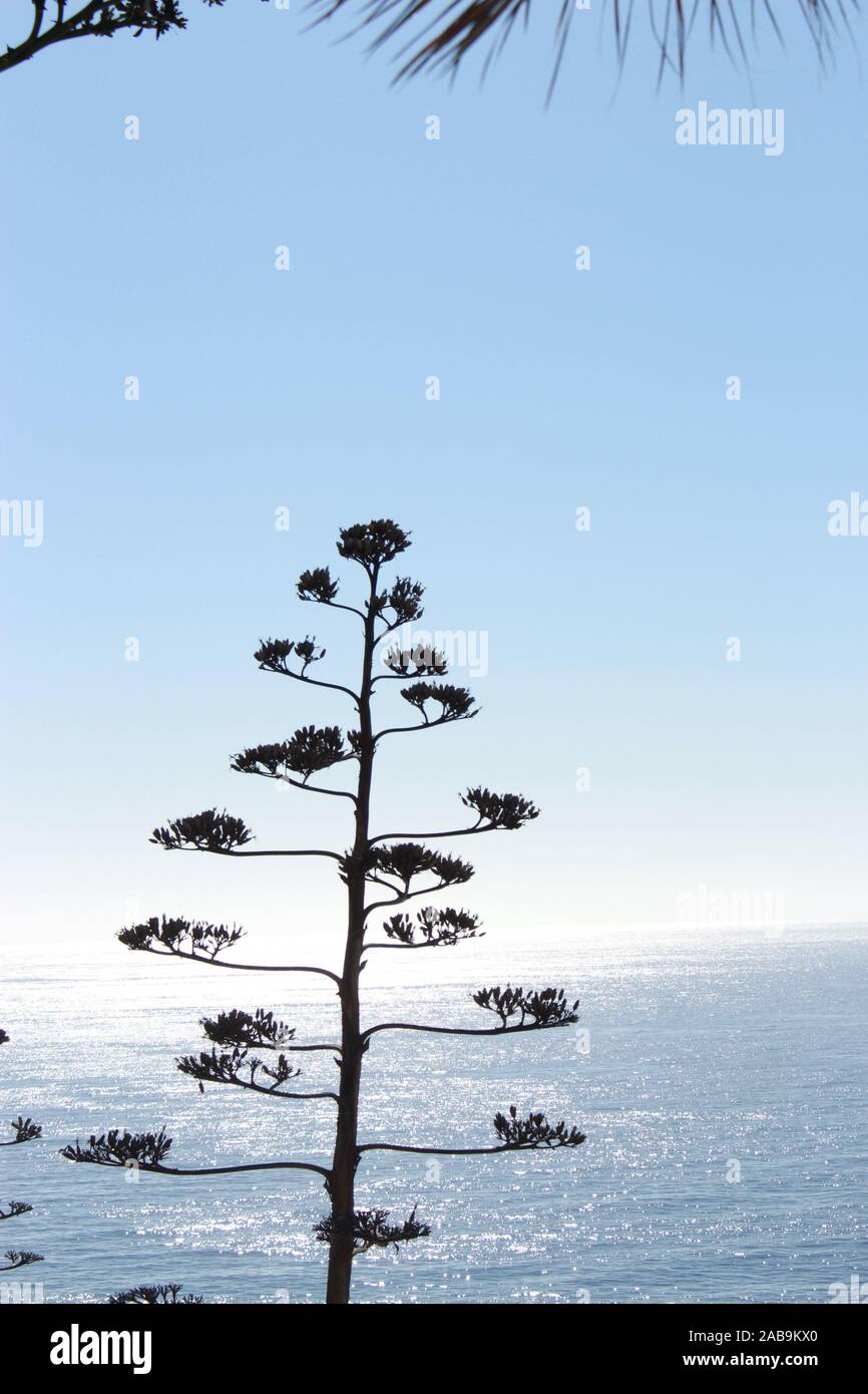 Silhouette einer kanarischen Insel Baum vor einem strahlend blauen Himmel. Das Meer rund um Teneriffa ist sichtbar hinter Stockfoto