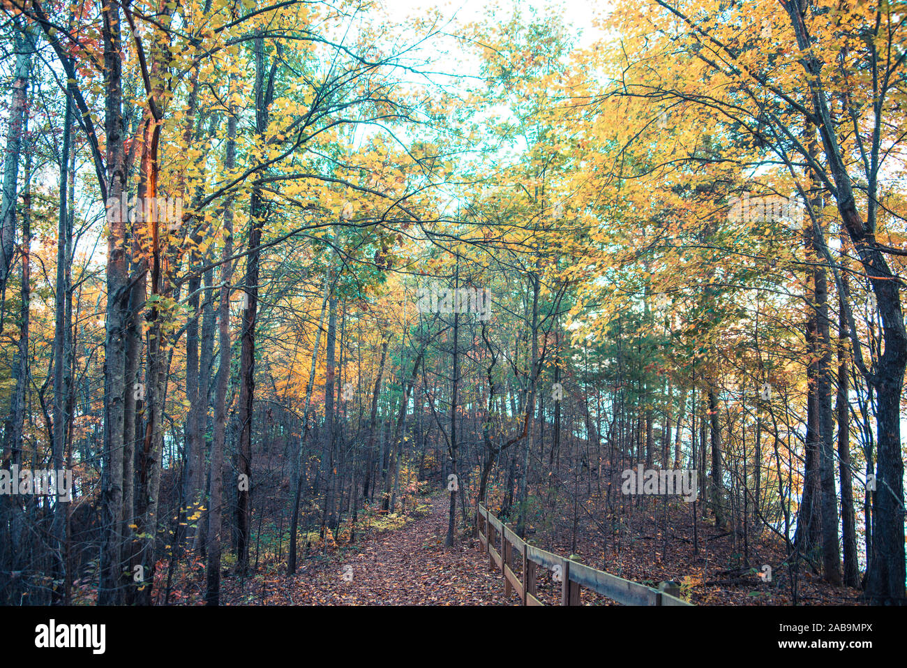 Nature Trail in North Carolina im Herbst Stockfoto