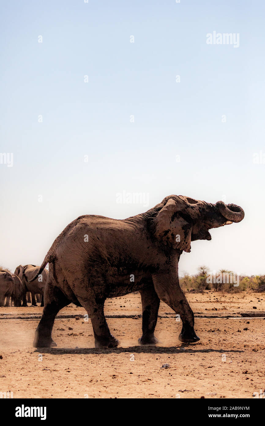 Elefanten im Etosha National Park, Namibia, Afrika Stockfoto