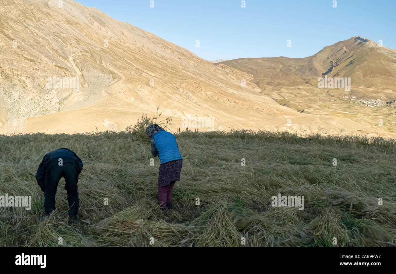 KIBBER, INDIEN - 16. SEPTEMBER 2019: Mann und Frau Team Ernte von Weizen und Gipfeln des Himalaya als Hintergrund unter blauem Himmel. Stockfoto