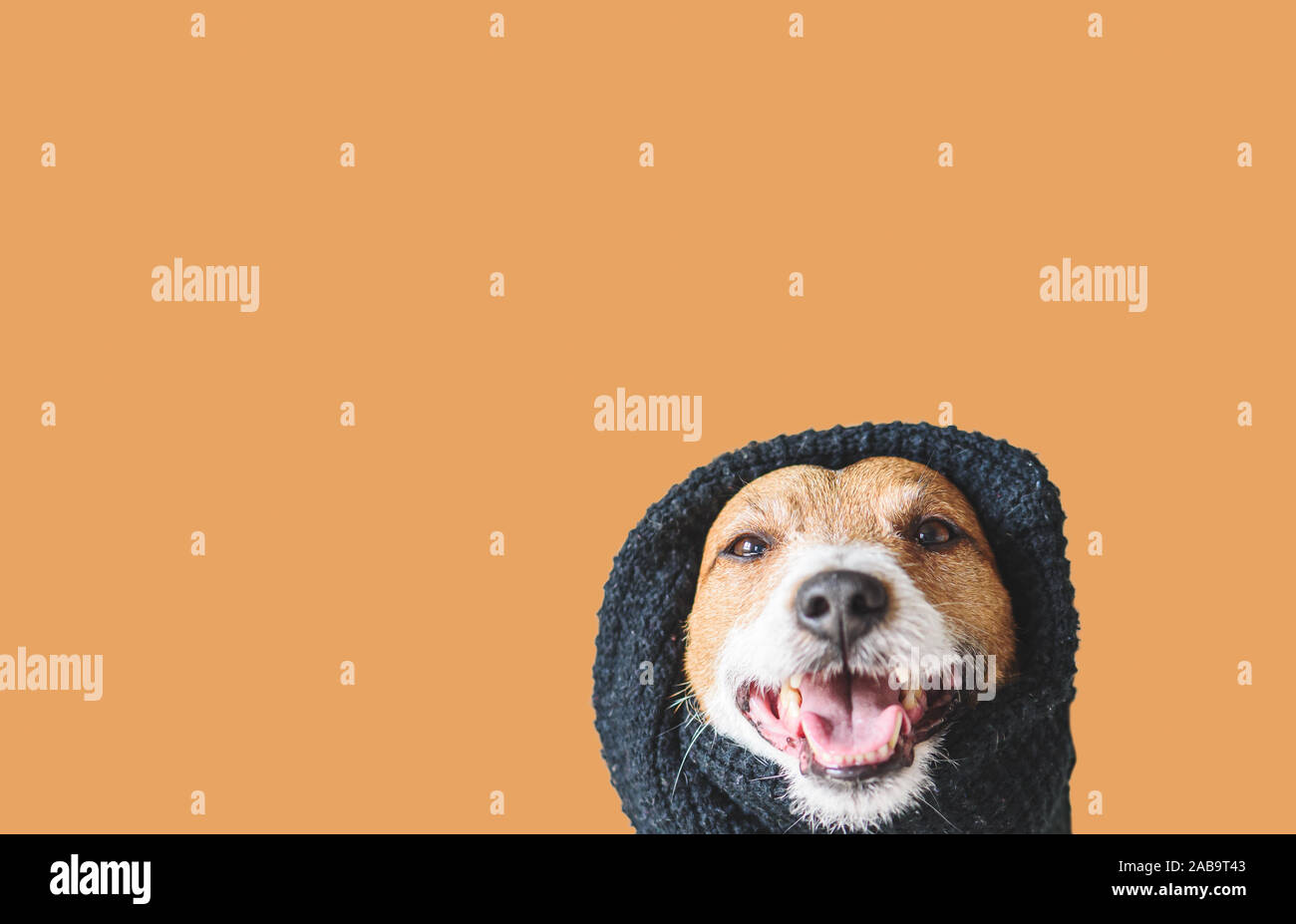 Pflege über Ihr Haustier während der Wintersaison Konzept mit Hund in warmen schwarzen Schal Stockfoto