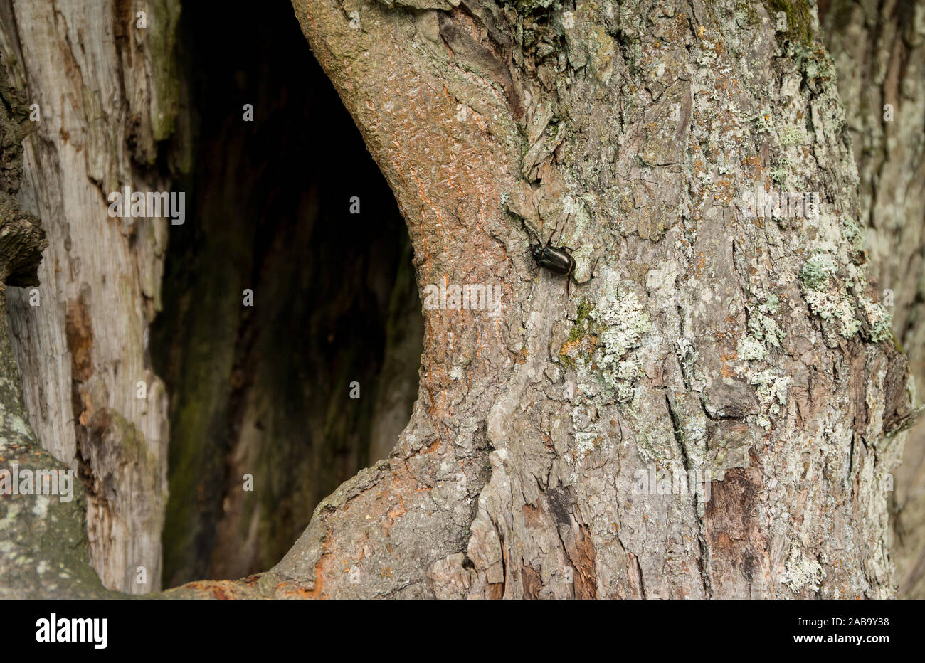 Russisch Leder Einsiedler Käfer in seiner Heimat Baum Hohlraum (Osmoderma barnabita) Stockfoto