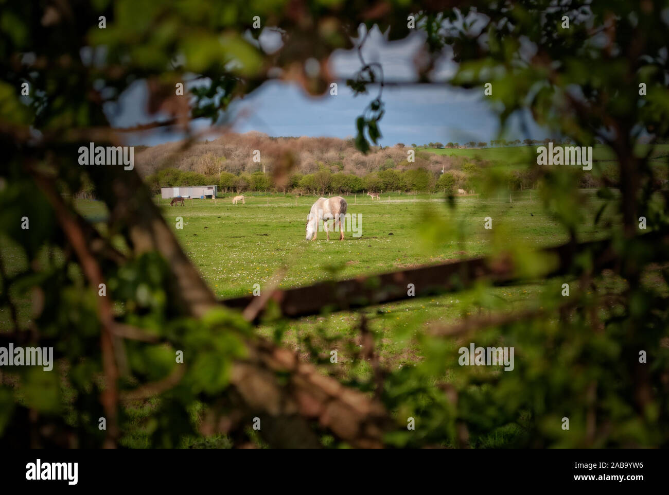 Peering durch eine Hecke wir ein Pferd essen Gras in einer entspannten pastorale Szene sehen Stockfoto