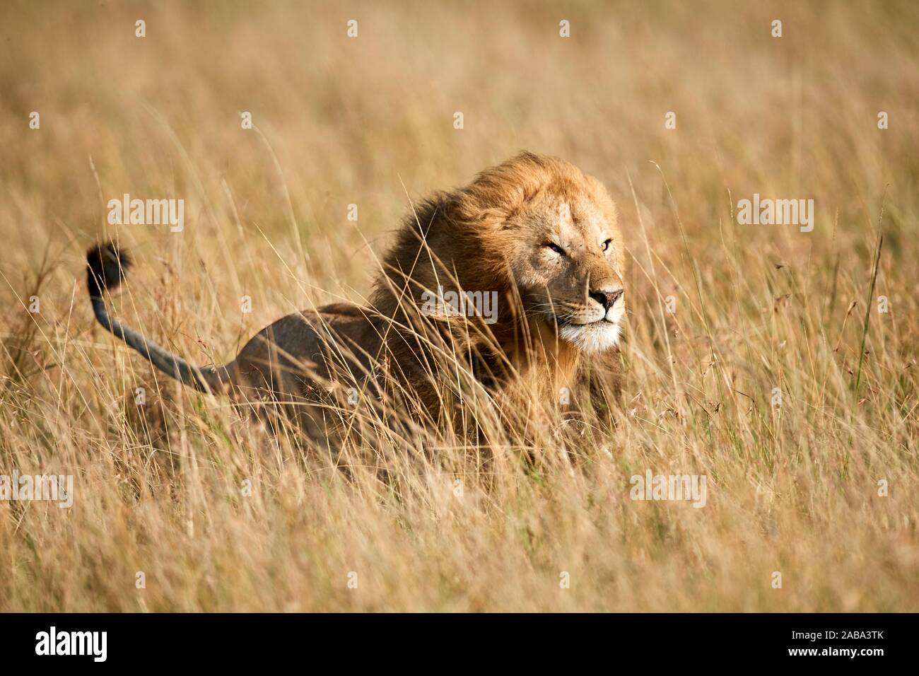 Löwe (Panthera leo) Männliche durch hohes Gras. Masai Mara National Reserve, Kenia. Stockfoto