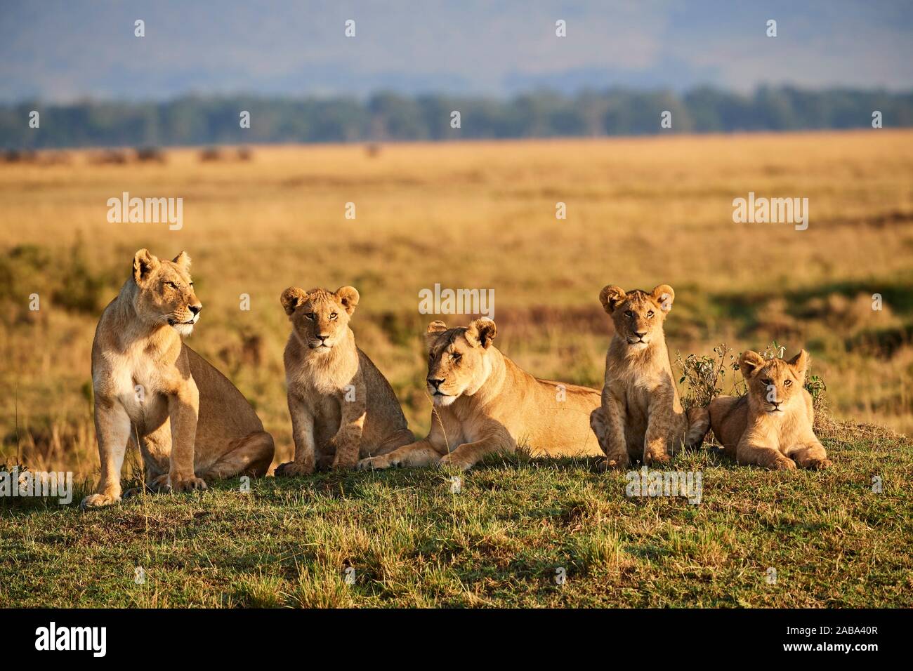 Zwei und Drei Löwinnen Löwin (Panthera leo) in Savanne ruht. Masai Mara National Reserve, Kenia. Stockfoto