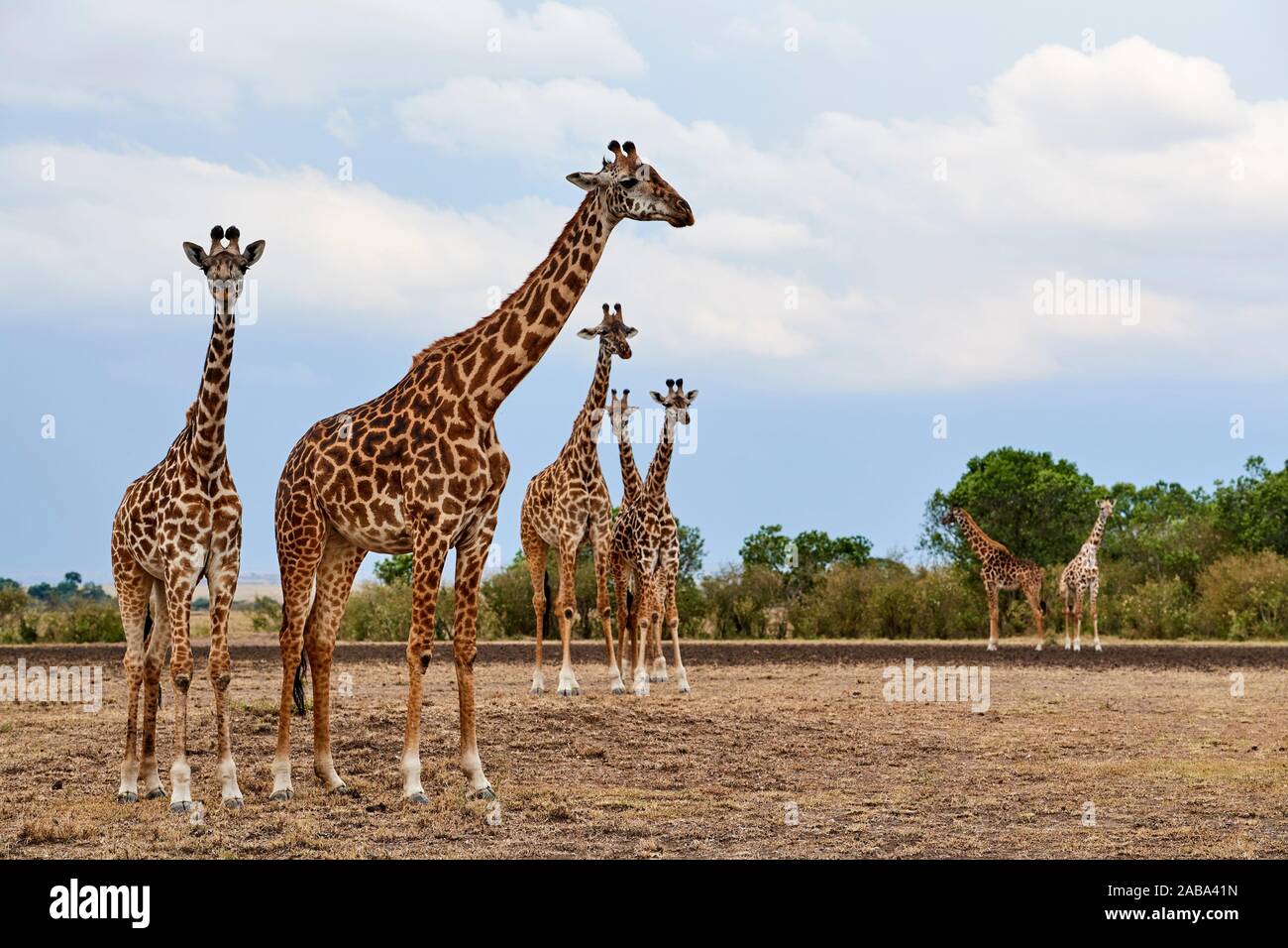 Masai Giraffe (Giraffa cameleopardalis tippelskirchi) Herde. Masai Mara National Reserve, Kenia. Stockfoto