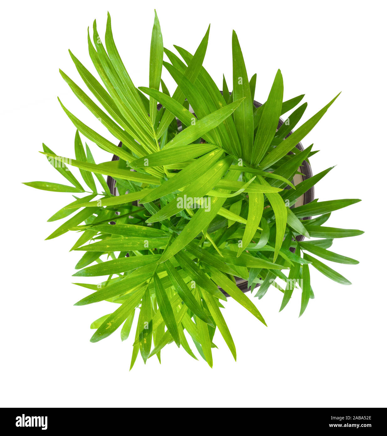 Blick von oben auf die grünen Topfpflanzen Chamedorea elegans Pflanze isoliert auf weißem Stockfoto