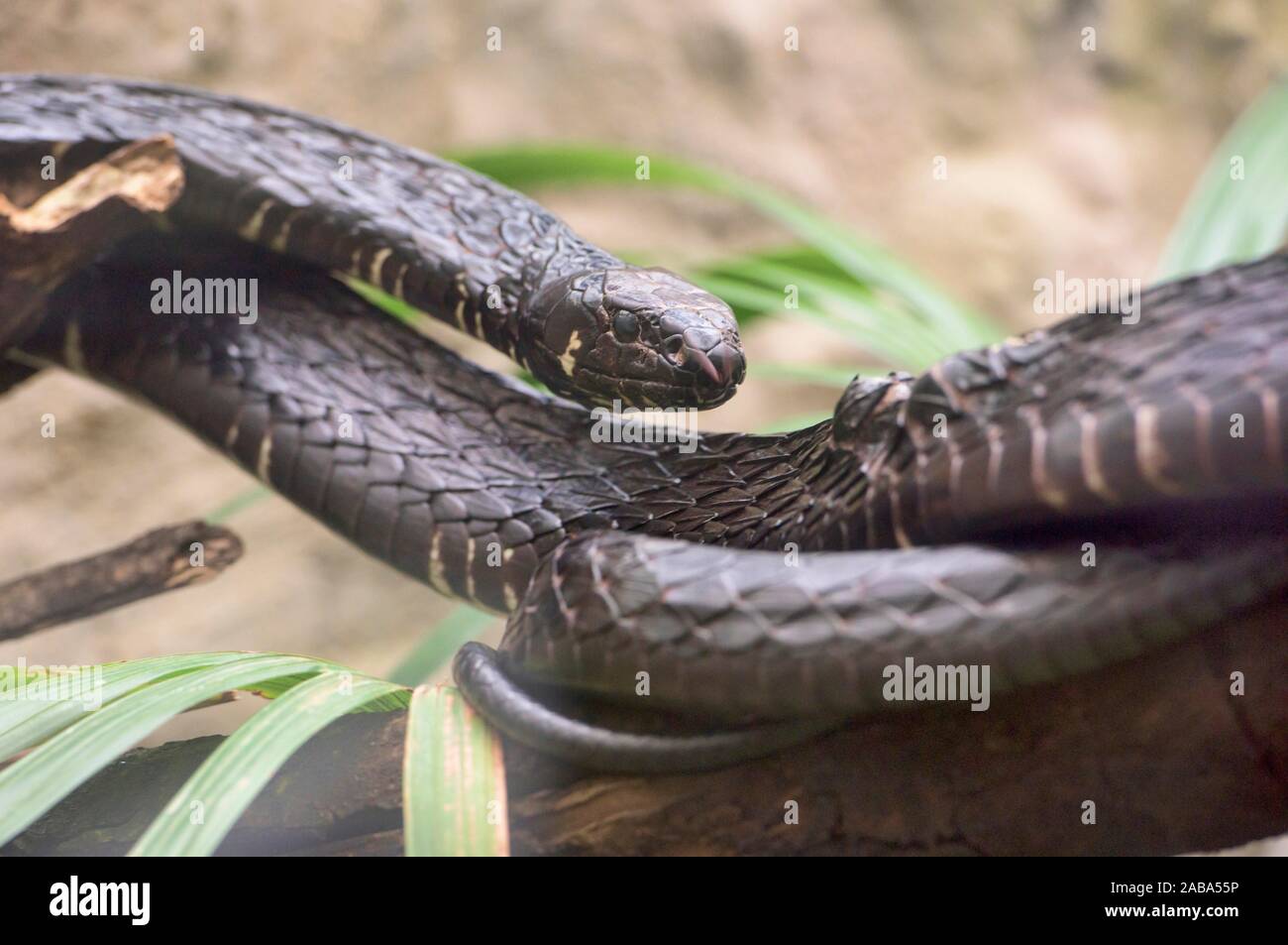 Ecuador Sipo (hironius grandisquamis), Amazonas, Ecuador. Stockfoto