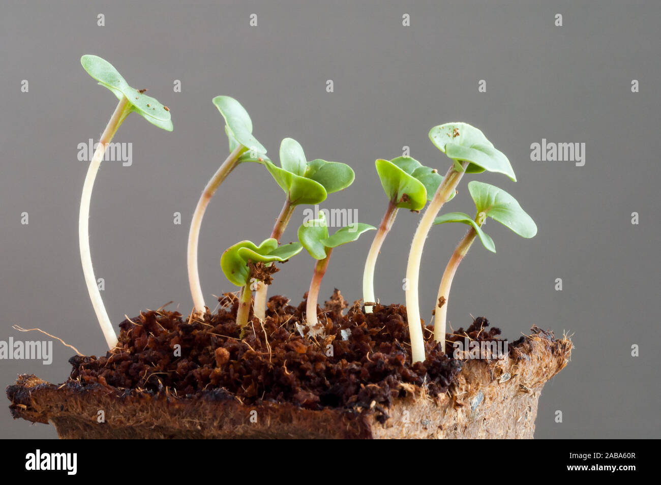Sprossen von Radieschen, Raphanus Sativus, Sämlinge eine Woche nach der Aussaat der Samen im Boden Stockfoto