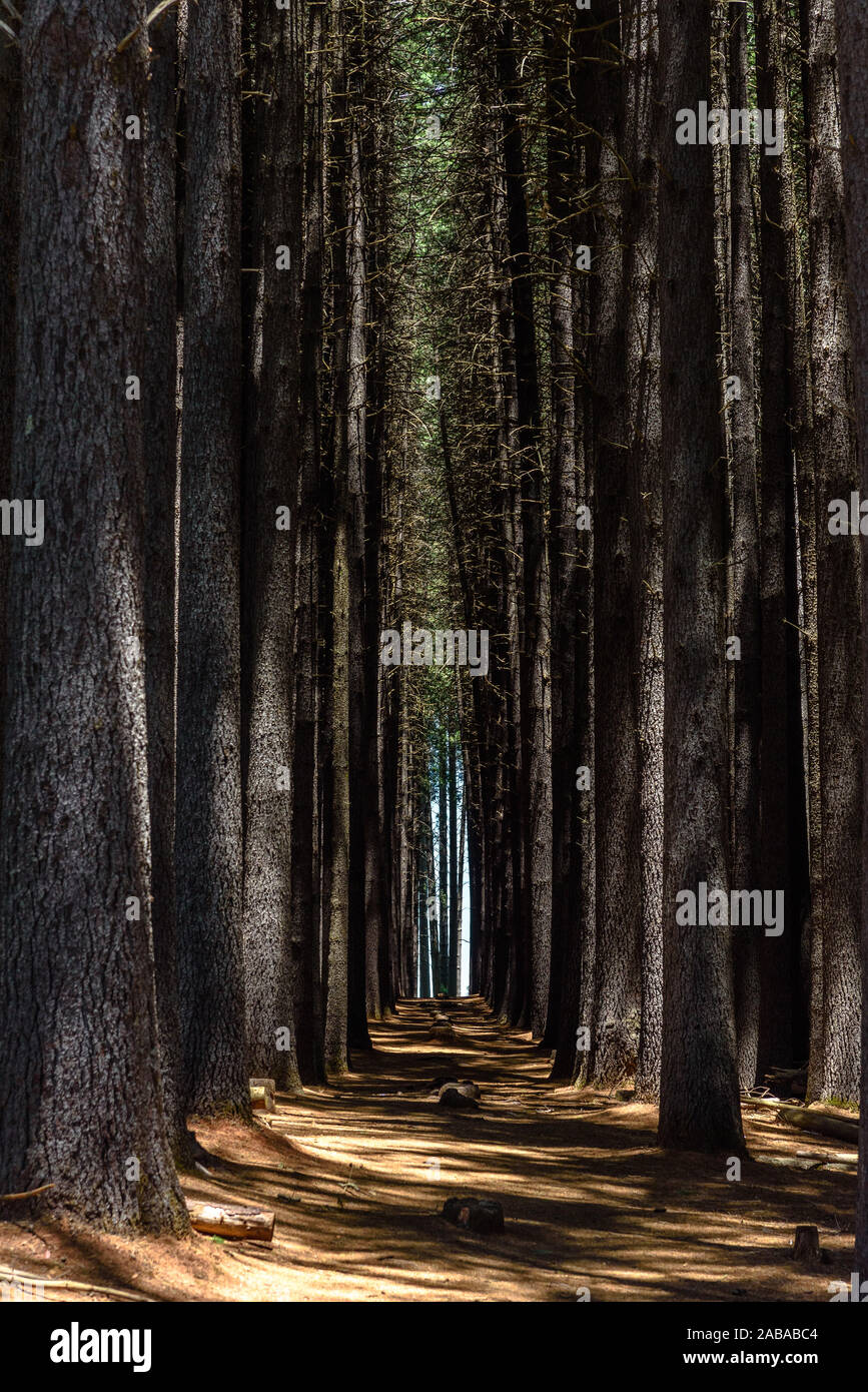Der Sugar Pine Walk in Bago State Forest in New South Wales, Australien Stockfoto