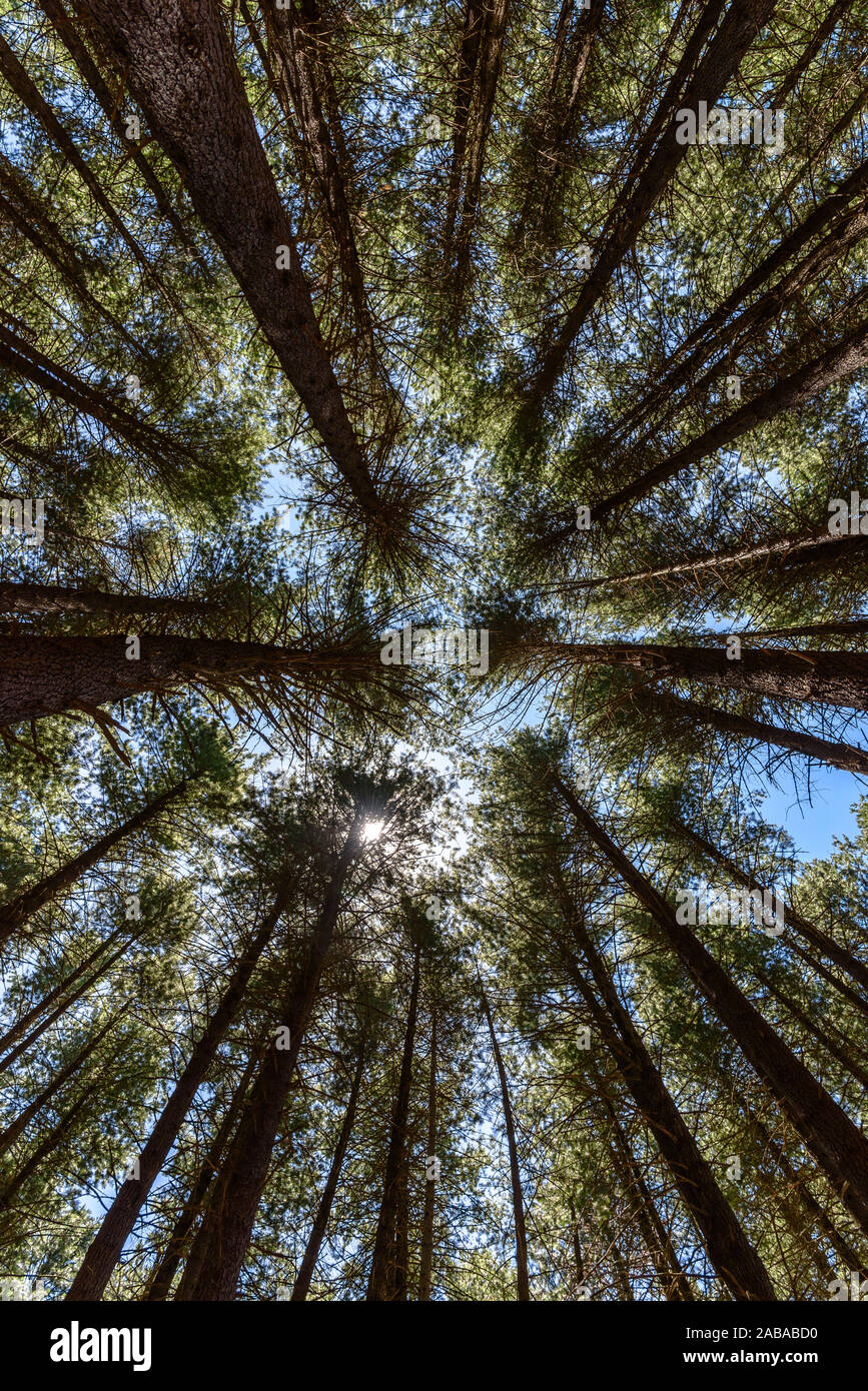 Der Sugar Pine Walk in Bago State Forest in New South Wales, Australien Stockfoto
