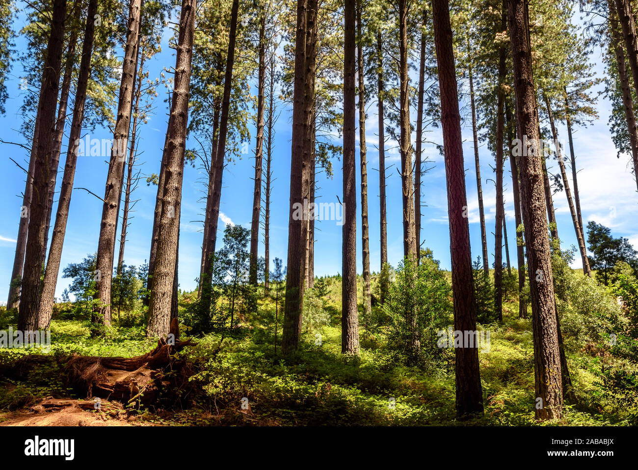 Der Sugar Pine Walk in Bago State Forest in New South Wales, Australien Stockfoto