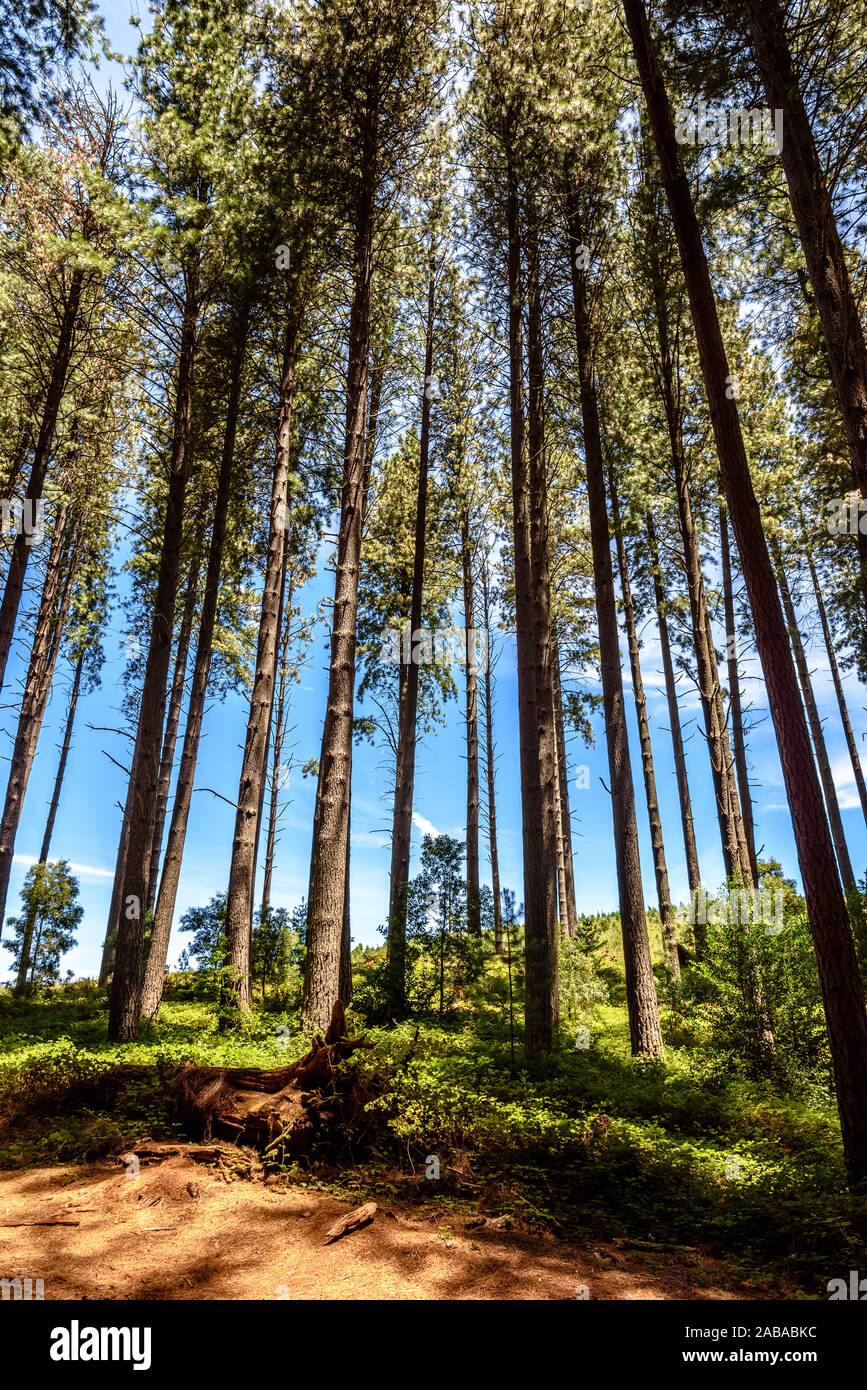 Der Sugar Pine Walk in Bago State Forest in New South Wales, Australien Stockfoto
