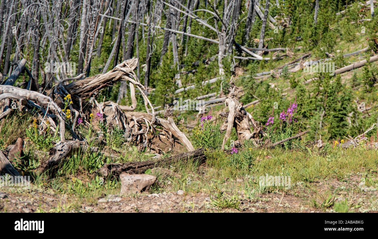 500 px Bild-ID: 1006517405 - Bäume auf eine Wanderung im gelben Stein Stockfoto