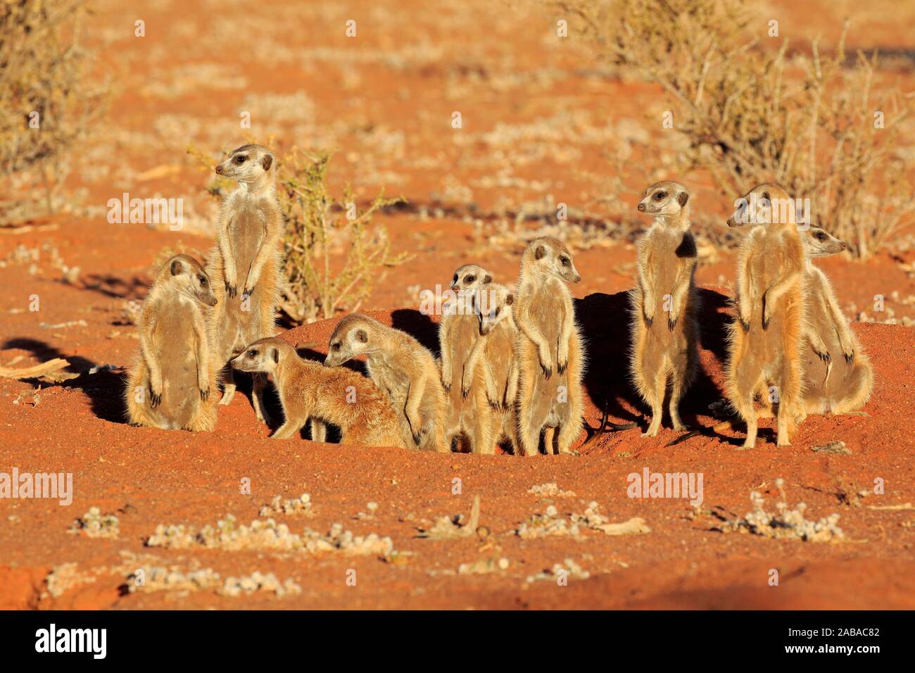 Erdmännchen (Suricata suricatta), Erwachsener, Gruppe aufrecht zu tierischen Höhle, wachsam, Tswalu Kalahari Game Reserve, North Cape, Südafrika Stockfoto