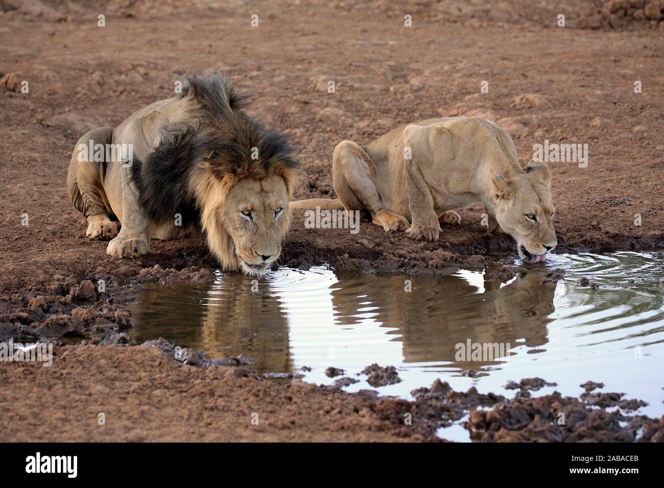 Löwen (Panthera leo), Erwachsener, Tier paar Trinken an der Wasserstelle, Tswalu Kalahari Game Reserve, North Cape, Südafrika Stockfoto
