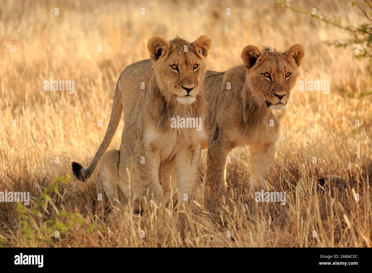 Löwen (Panthera leo), Subadult, männlich, zwei Tiere heraus suchen, Mountain Zebra National Park, Eastern Cape, Südafrika Stockfoto