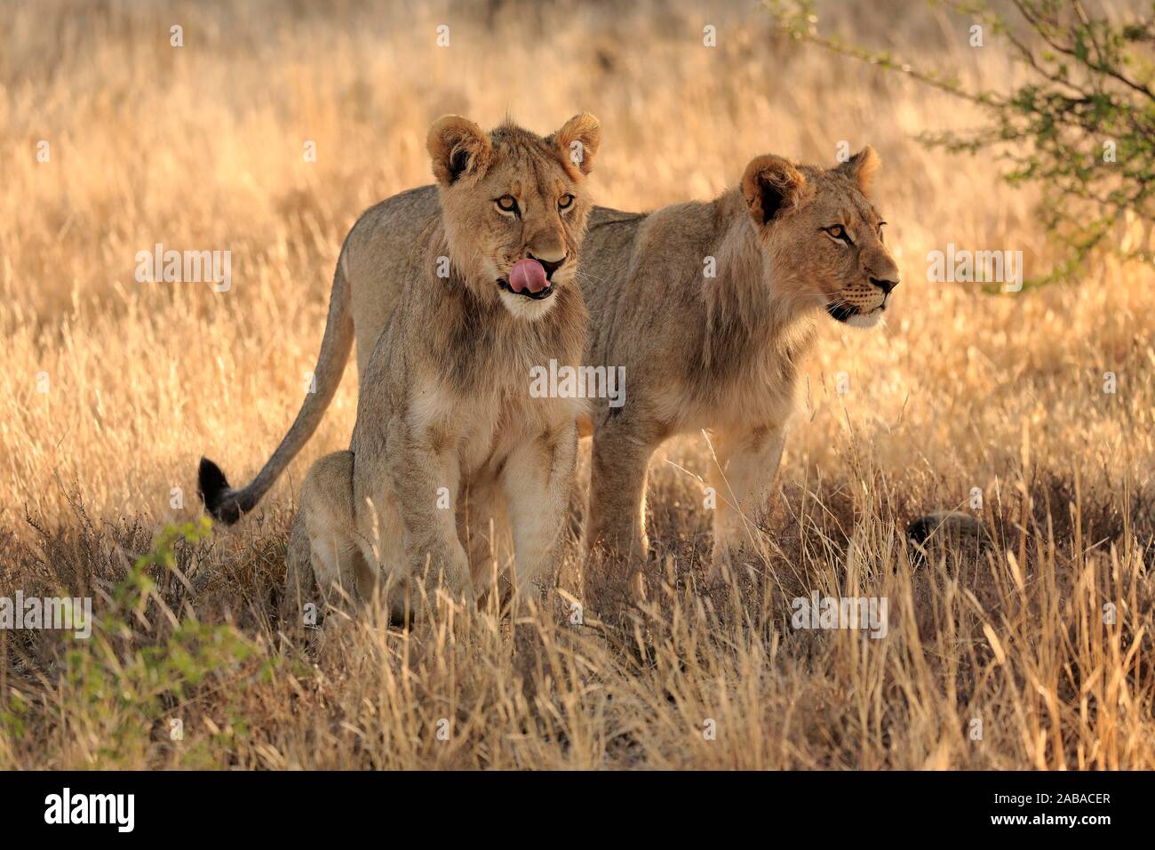 Löwen (Panthera leo), Subadult, männlich, zwei Tiere heraus suchen, Mountain Zebra National Park, Eastern Cape, Südafrika Stockfoto