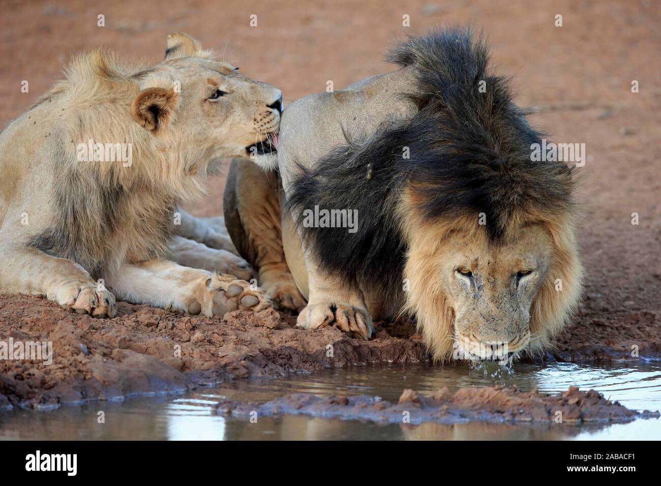 Kalahari Löwen (Panthera leo vernayi), Subadult und männlichen Erwachsenen trinken an der Wasserstelle, Tswalu Kalahari Game Reserve, North Cape, Südafrika Stockfoto